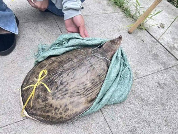 七星配资  街头有人挑杆卖鳖，遇见这种“老套路”怎么办？举报！